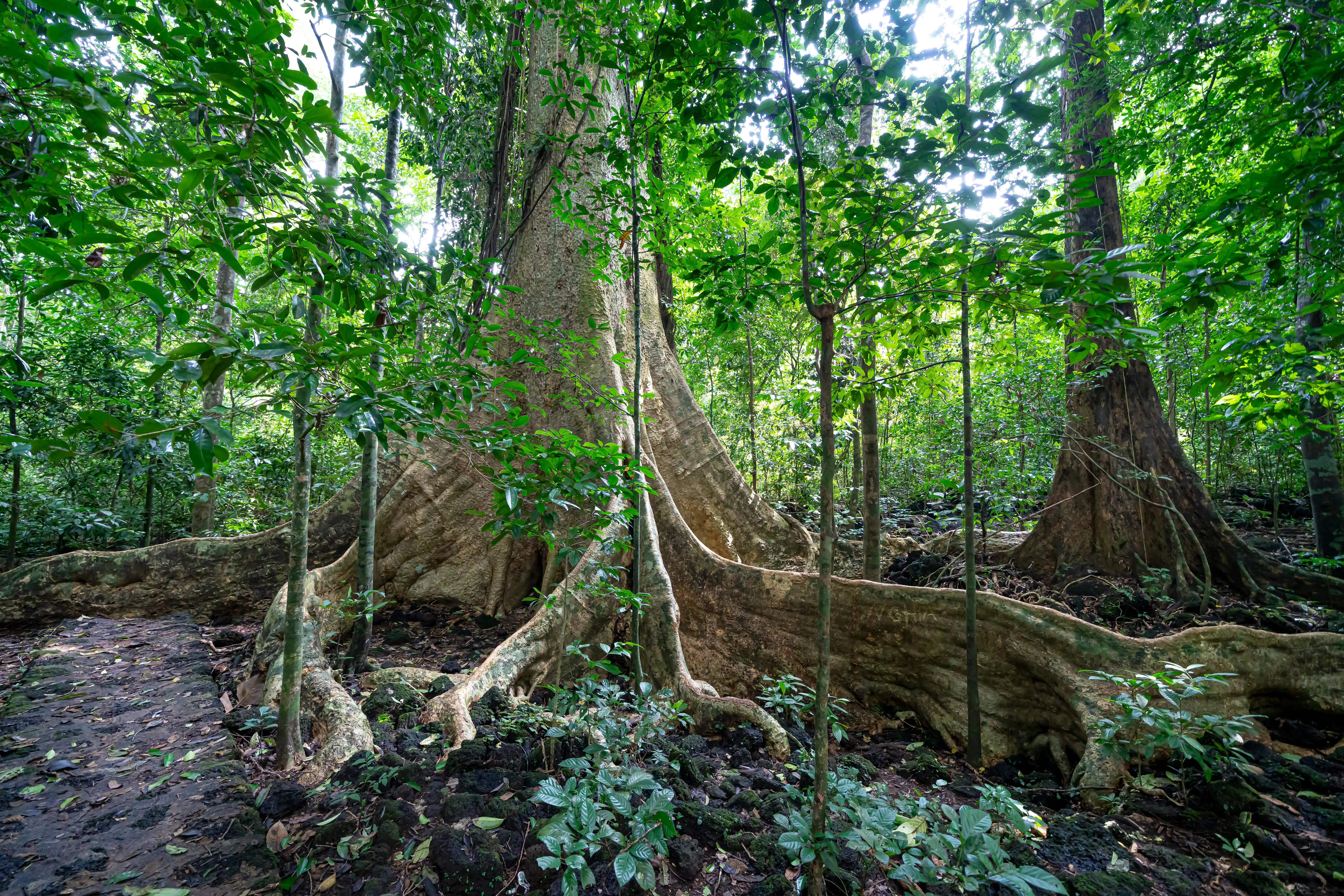 a forest with tres and a path